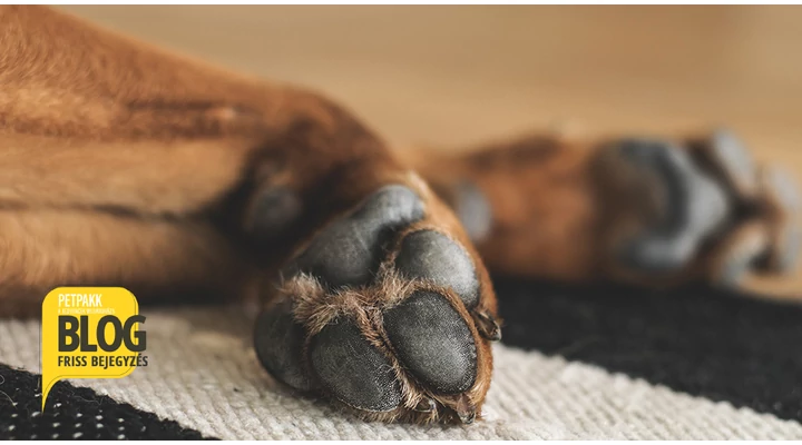 Miért remeg az idős kutya lába?