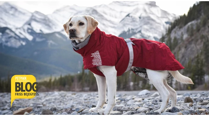 Mindent amit a kutyaruhákról tudni akartál!