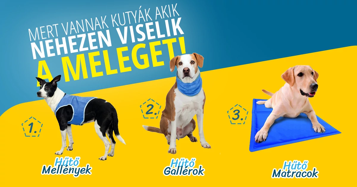 GYERE ÉS NÉZD MEG